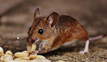 24 Hour & Emergency Exterminators in Sherwood, WI